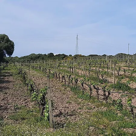 Lejlighed I Tre Vitigni, Cabernet *
